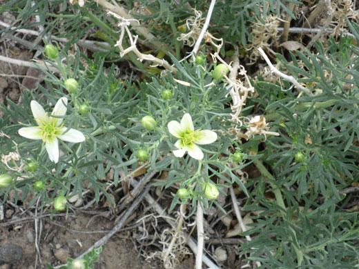 Echinophora piatyloba